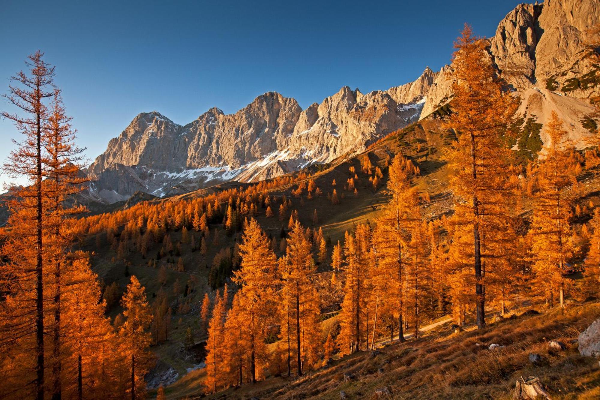 Bio-Bauernhof Simonbauer Villa Ramsau am Dachstein Eksteriør billede